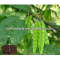 High Quality Acacia Seeds for Cultivating
